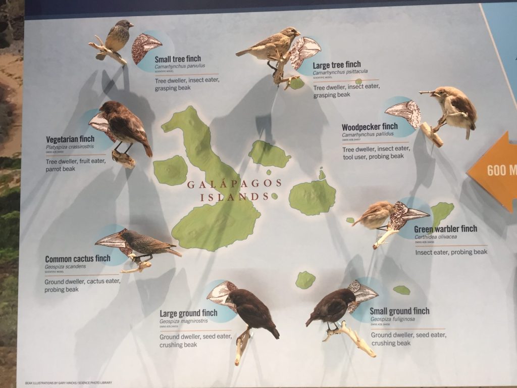 Observação de pássaros para os tentilhões de Darwin