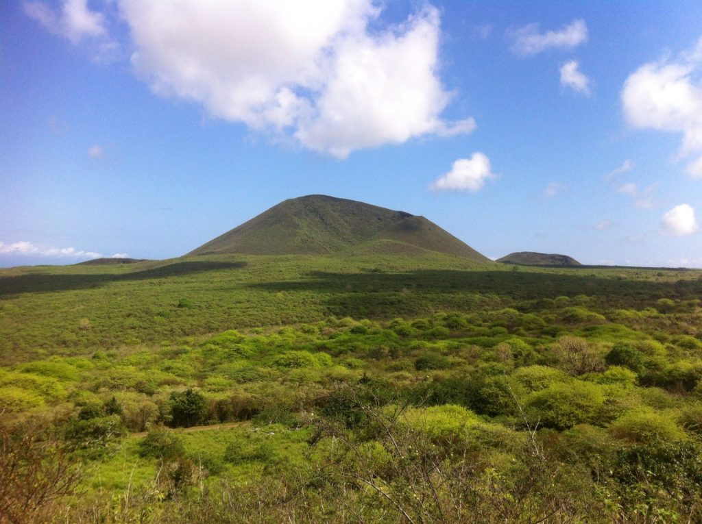 Galápagos da ilha de Florena