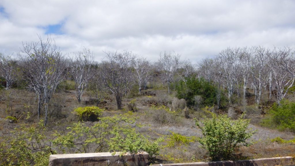 Época seca das Ilhas Galápagos
