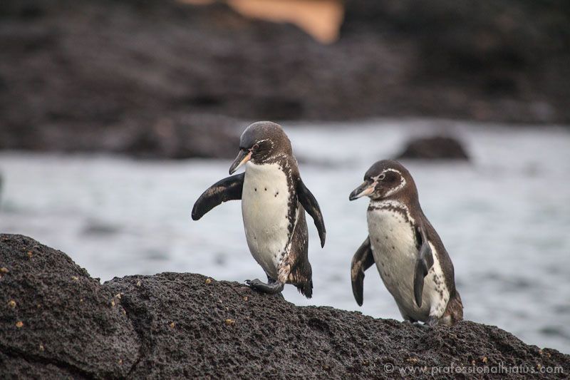 Pinguim das Galápagos