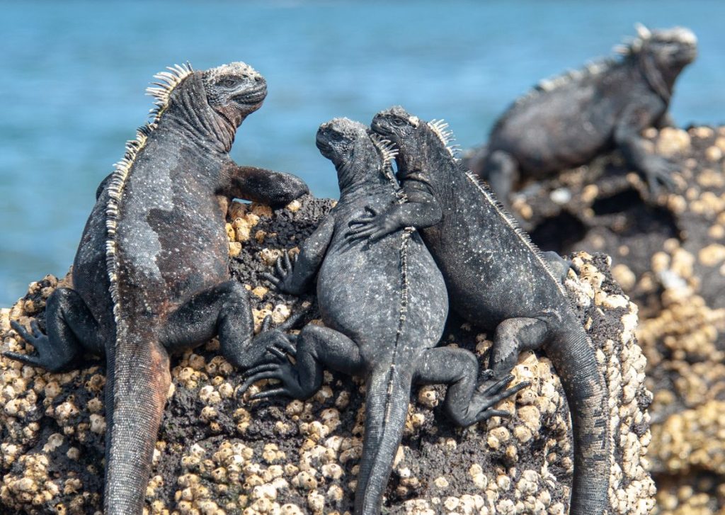 Galápagos de iguana marinha