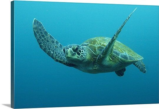 Tartaruga marinha verde do Pacífico