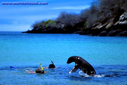 與海獅一起浮潛 加拉帕戈斯群島
