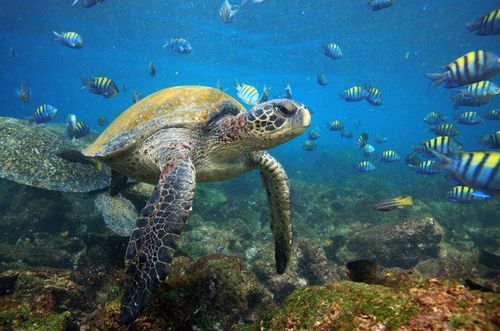Natação com tartaruga Galápagos